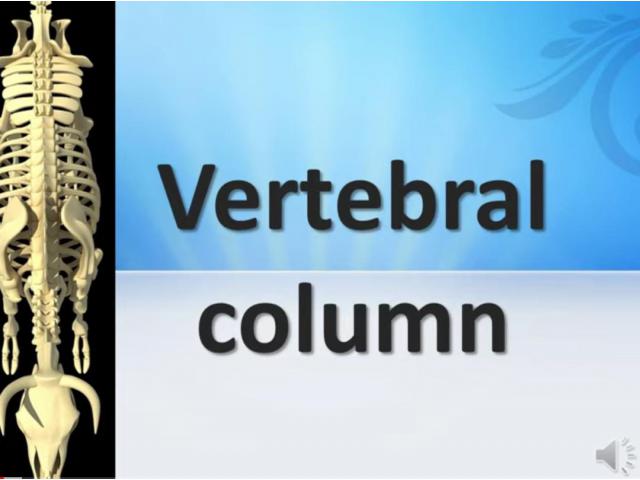 Anatomy of vertebral column