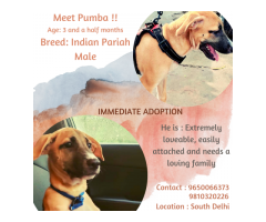 Meet Pumba - Puppy for Adoption