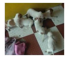 Six pups up for adoption
