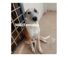 Adoption request for Mili