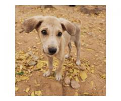 Puppies adoption appeal
