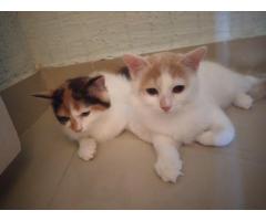 Two kittens deserve a loving home