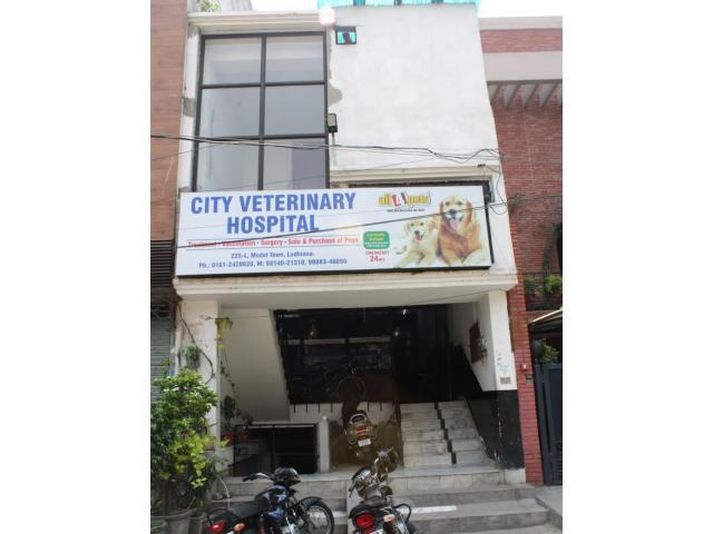 City Veterinary Hospital