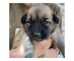 4 puppies up for adoption