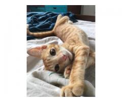 Cute ginger cat up for adoption