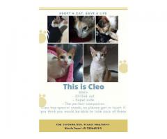 Cute cat up for adoption