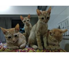 Cute kittens up for adoption