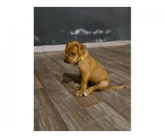Cute brown puppy up for adoption
