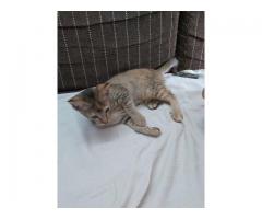 Cute 3 month old female kitten litter trained n friendly playful for adoption