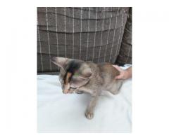 Cute 3 month old female kitten litter trained n friendly playful for adoption