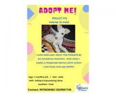 Cute doggie up for adoption