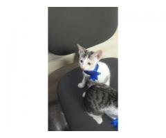 Two cute well trained kittens up for adoption!