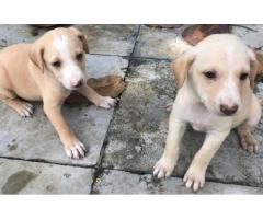 Cute puppies up for adoption
