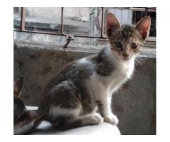 Kittens up for adoption