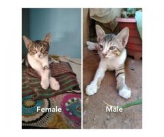 Motherless kitties up for Adoption!
