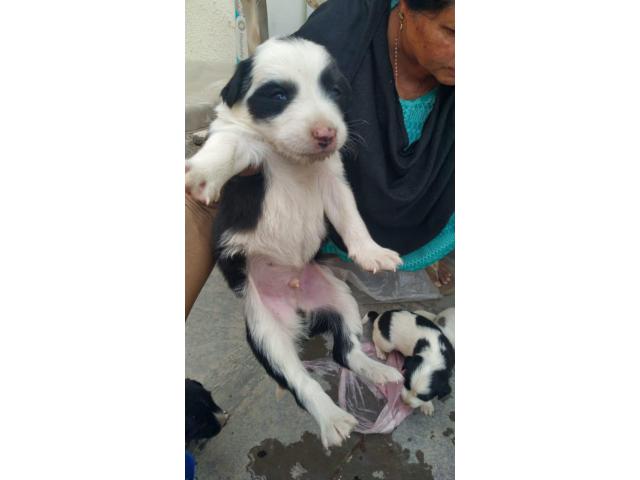 Cute dogs up for adoption