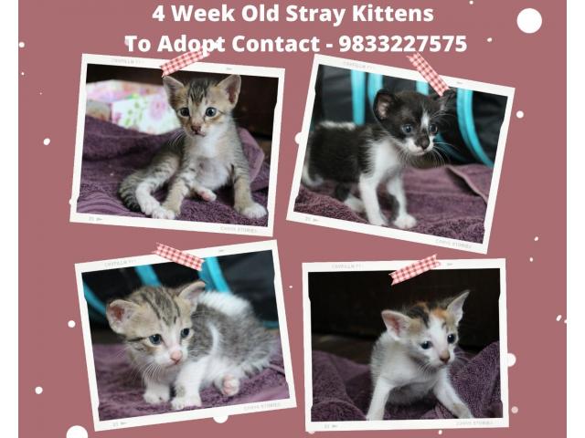 4 start kittens for adoption