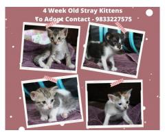 4 start kittens for adoption