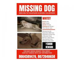 Dog missing