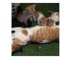Adoption appeal for Lucky, Honey, Jasmine and  Rose