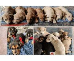 Adoption appeal for 11 puppers!!