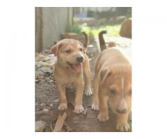 3 pups up for adoption