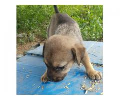 Adoption appeal for 2 puppies