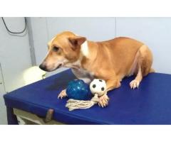 URGENT ADOPTION APPEAL FOR TWO DOGS
