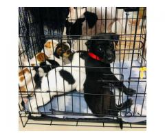 6 puppies need forever homes