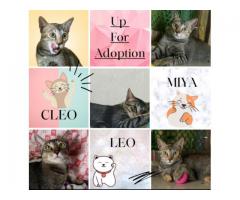 Cute cattos up for adoption