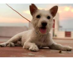 Adopt Sparky the rescued dog