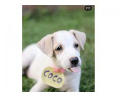 Coco up for adoption