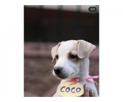 Coco up for adoption