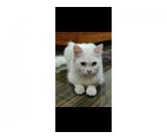 Persian Cat for adoption (Curie)