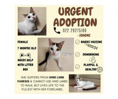 Urgent adoption appeal