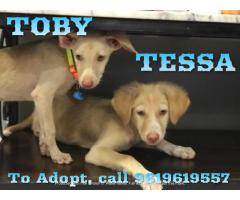 Tobby and Tessa are up for adoption