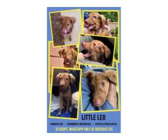 Little Leo is up for adoption
