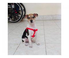Mishti needs a forever home