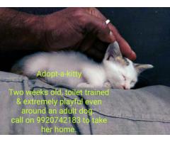 Adopt-a-kitty