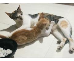 3 KITTENS & A MOTHER CAT URGENTLY LOOKING FOR A HOME