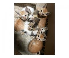 Kittens up for adoption