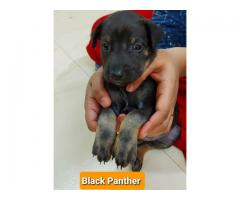 Hulk and Panther are up for adoption