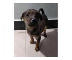 Puppies adoption appeal