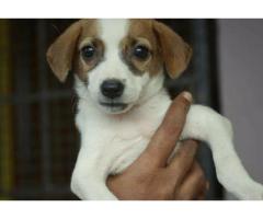 4 puppies are up for adoption