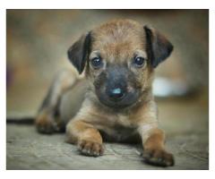 4 puppies are up for adoption