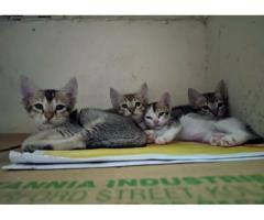 4 kitties need forever homes