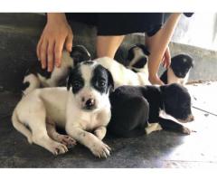 5 puppies are up for adoption