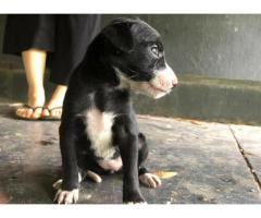 5 puppies are up for adoption
