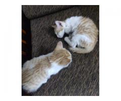 Kitties up for adoption