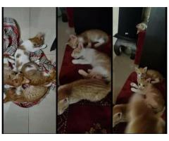 Kitties up for adoption